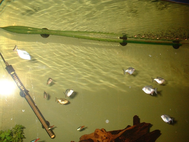 Our old piranha tanks..!! 2001_012