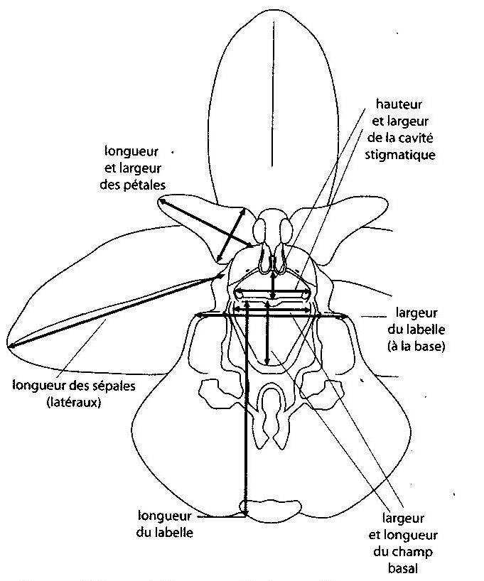 Ophrys fuciflora subsp. souchei Ophrys11