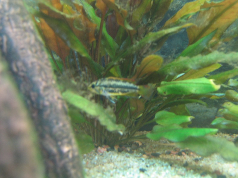 apistogramma cacatoïdes femelles Aquari11