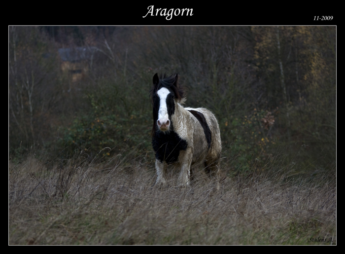 Aragorn en prairie. Aragor20