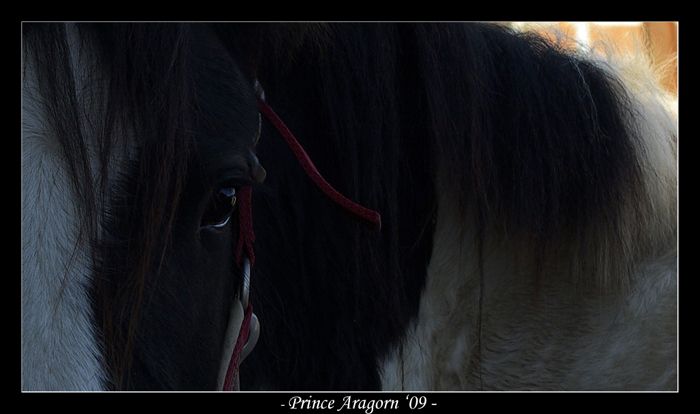 Aragorn en prairie. Aragor21