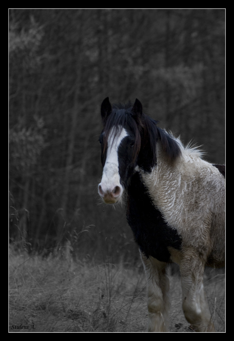 Aragorn en prairie. Aragor24