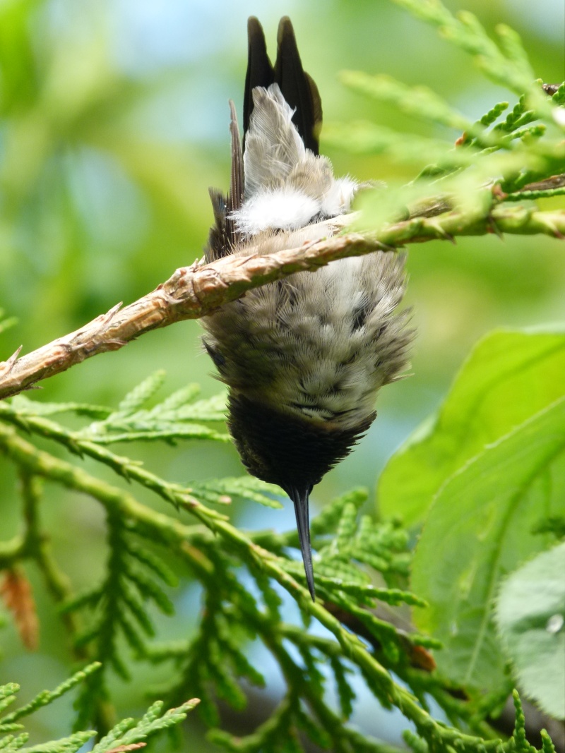 Bébé colibri 3_juin11