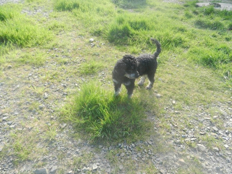 Sam, croisé caniche 5 ans - M Dscn1913