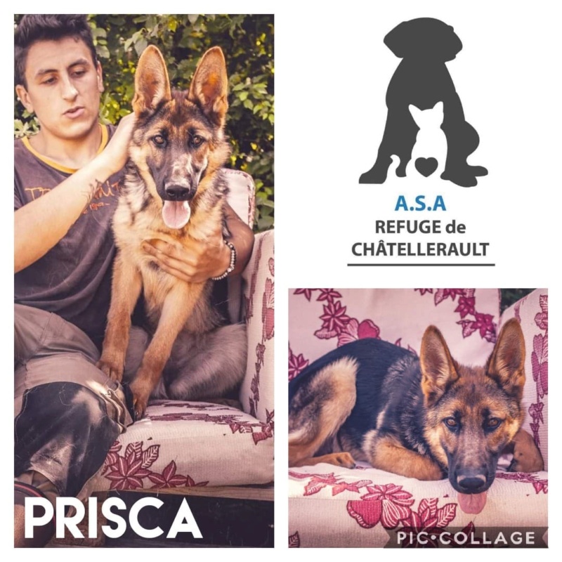 PRISCA Type berger allemand 4 ans ASSISTANCE ET SECOURS AUX ANIMAUX SPA-REFUGE DE CHATELLERAULT (86) - Page 2 11795710