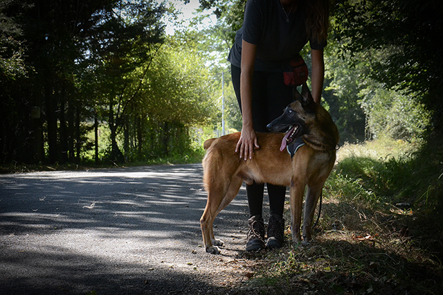 JOEY dit Pépé Joey Type berger belge malinois 10 ans FOURRIERE INTERCOMMUNALE "TXAKURRAK" à BAYONNE (64) 2938-410