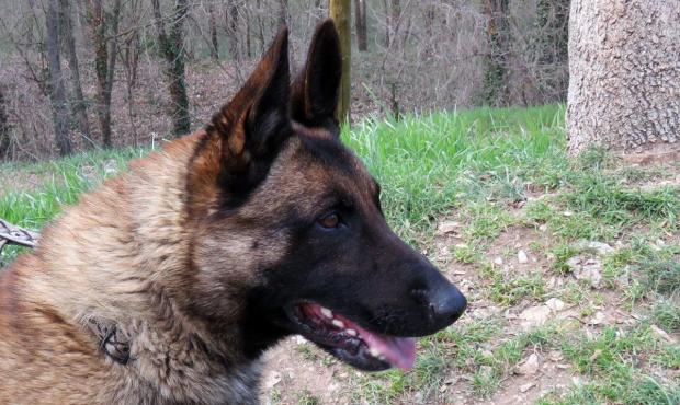 LAIK Type berger belge malinois 9 ans (dont 4 de refuge) REFUGE L'ESCALE à MILLAU (12) 41224711