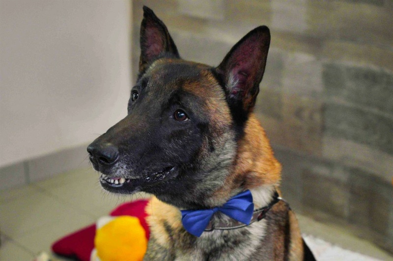 DICK Type berger belge malinois 6 ans REFUGE SPA DE RENNES (35) Dick-610