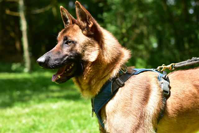 STRUDEL Type berger belge malinois 1 an SPA DE LOIRE ATLANTIQUE à CARQUEFOU (44) Dsc_6110