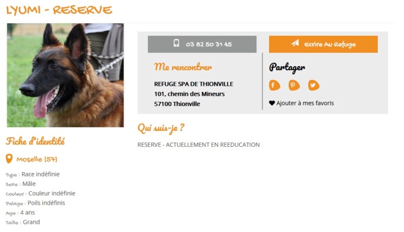 LYUMI Type berger belge Tervueren 8 ans (dont 7 de refuge) REFUGE FOURRIERE SPA DE THIONVILLE (57) Scree133