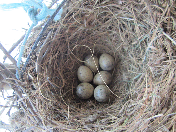 Photos des œufs de nos oiseaux d'élevage 1pie-b11
