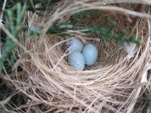 Photos des œufs de nos oiseaux d'élevage Bouvre11