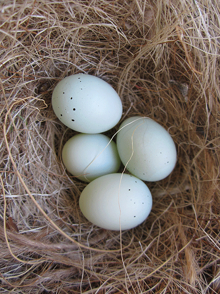Photos des œufs de nos oiseaux d'élevage Bouvre12