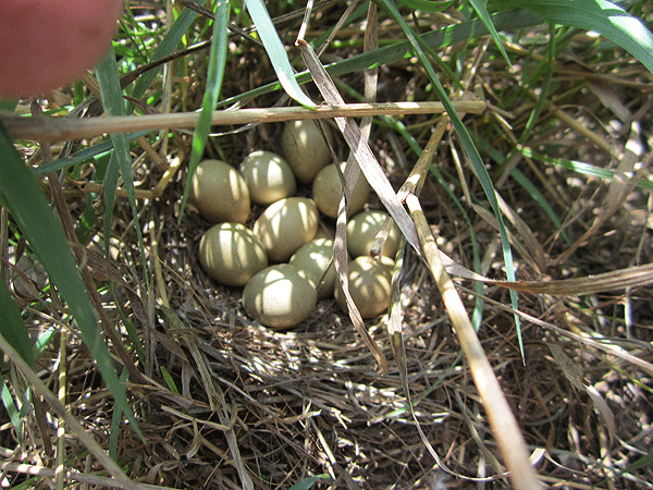 Photos des œufs de nos oiseaux d'élevage Caille10