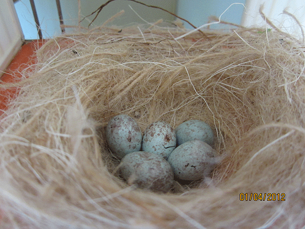 Photos des œufs de nos oiseaux d'élevage Canari10