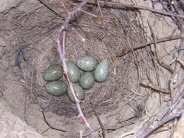 Photos des œufs de nos oiseaux d'élevage Corbea10