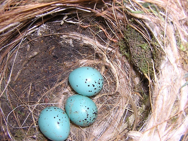 Photos des œufs de nos oiseaux d'élevage Dscn8910