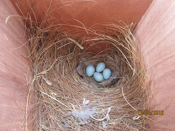 Photos des œufs de nos oiseaux d'élevage Etourn10
