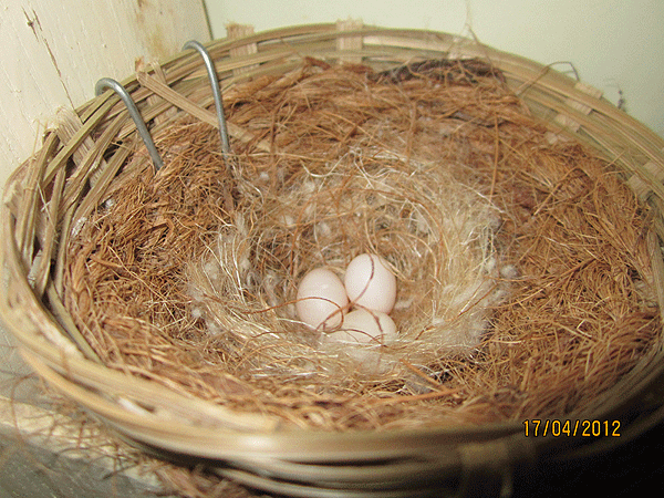 Photos des œufs de nos oiseaux d'élevage Ligatu10