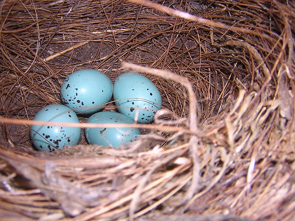 Photos des œufs de nos oiseaux d'élevage Merle-10