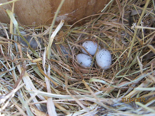 Photos des œufs de nos oiseaux d'élevage Moinea10