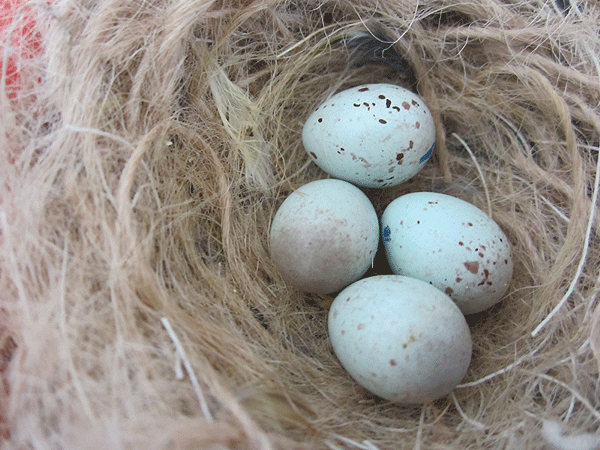 Photos des œufs de nos oiseaux d'élevage Oeufs-10