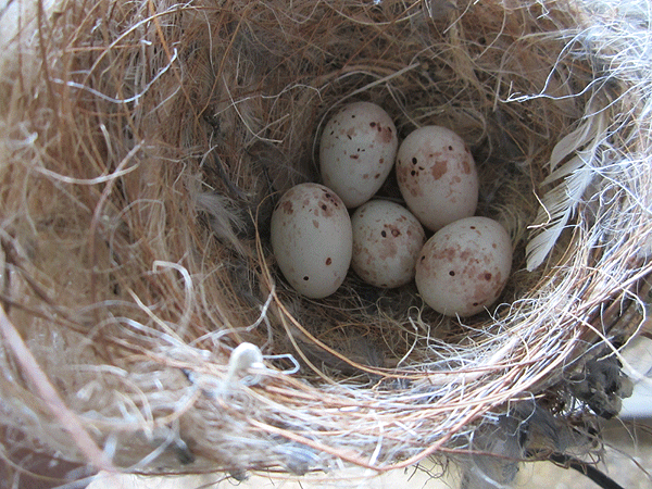 Photos des œufs de nos oiseaux d'élevage Oeufs-11