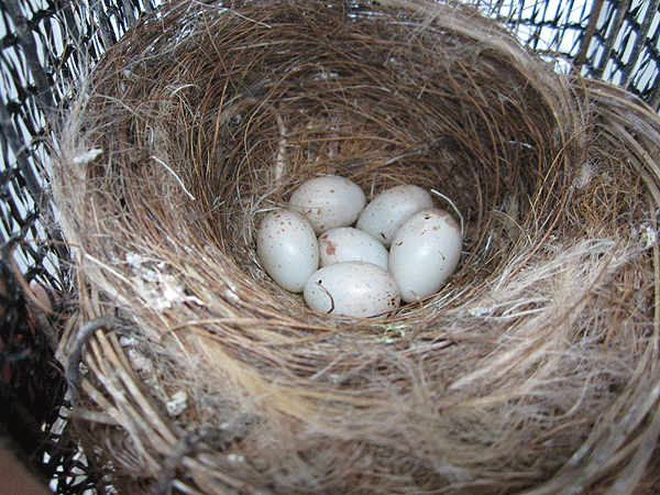 Photos des œufs de nos oiseaux d'élevage Oeufs-12