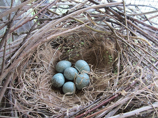 Photos des œufs de nos oiseaux d'élevage Oeufs-12