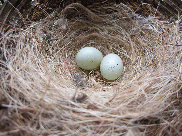 Photos des œufs de nos oiseaux d'élevage Oeufs-13