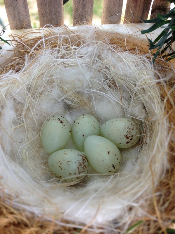 Photos des œufs de nos oiseaux d'élevage Photo110