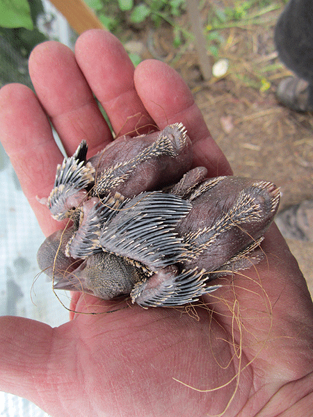 Pie bleue   Cyanopica cyanus Pie-bl13