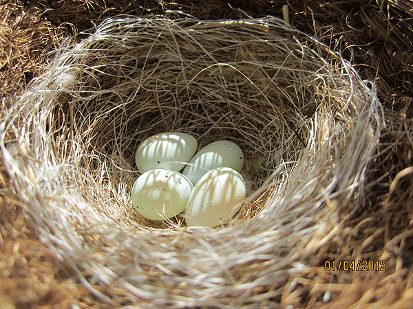 Photos des œufs de nos oiseaux d'élevage Vtn-oe10