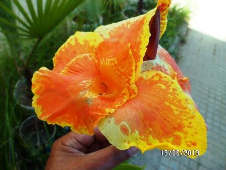Canna 713