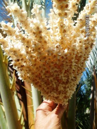 La pollinisation des palmiers dattiers... Sam_2123