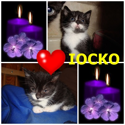 Iocko, petite chatonne née le 21 avril  Iocko10