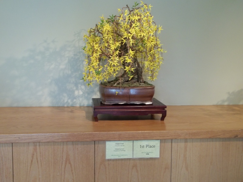 Collected Blueberry was 2nd place for the "Best of Potomac Bonsai