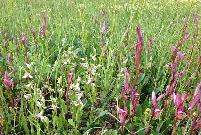 Des orchidées de Gargano, Tarento et Lecce Img_1011