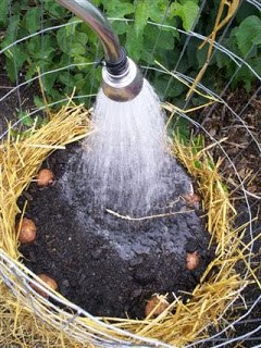 potato - cool idea for growing potatoes Potato10