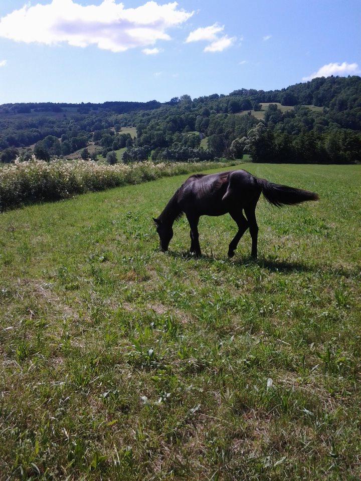 recherche d'un camion 4places ou plus pour sauvetage de chevaux !!  31404010