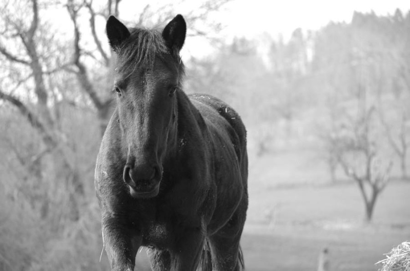 recherche d'un camion 4places ou plus pour sauvetage de chevaux !!  54599510