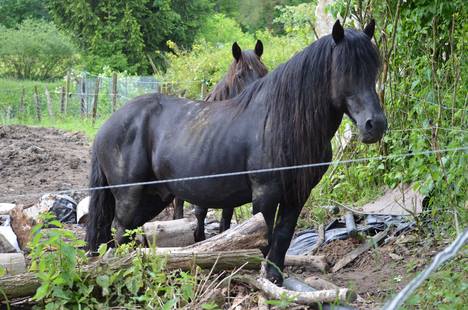 recherche d'un camion 4places ou plus pour sauvetage de chevaux !!  Dsc_0018