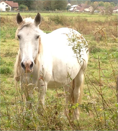 recherche d'un camion 4places ou plus pour sauvetage de chevaux !!  Reine10