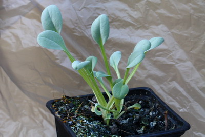 Mertensia maritima Merten10