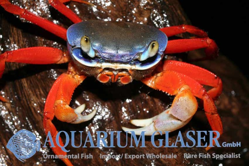 Aquarium Glaser-GmbH - Page 8 Crusta10