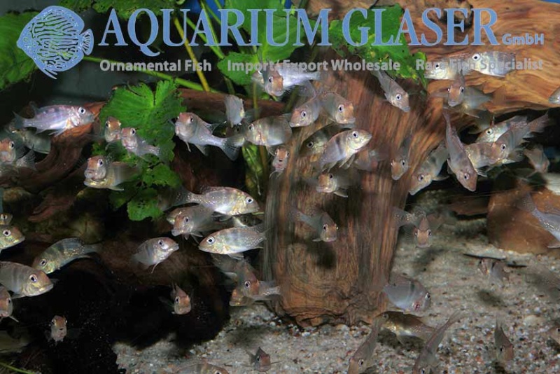 Aquarium Glaser-GmbH - Page 8 Geo510