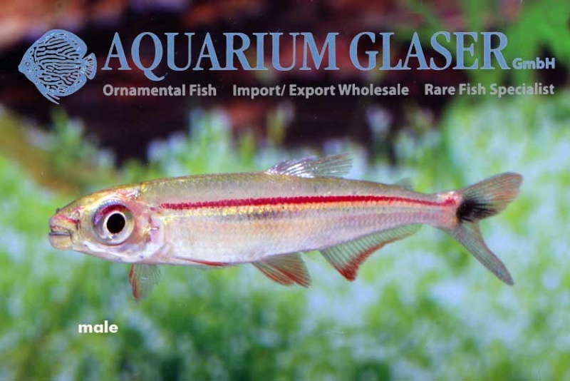 Aquarium Glaser-GmbH - Page 8 Igua310