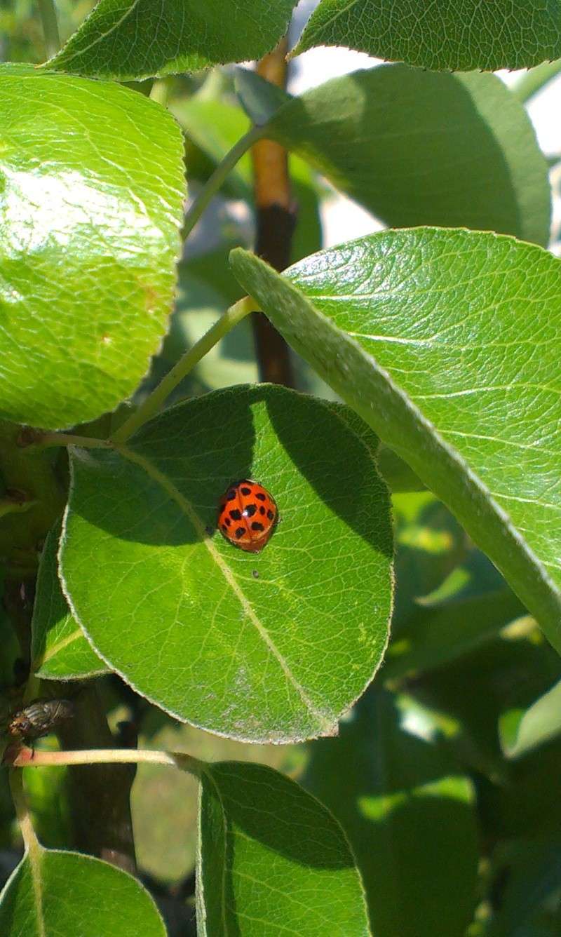 Photos sans rapport avec l'aquariophilie Imag0118