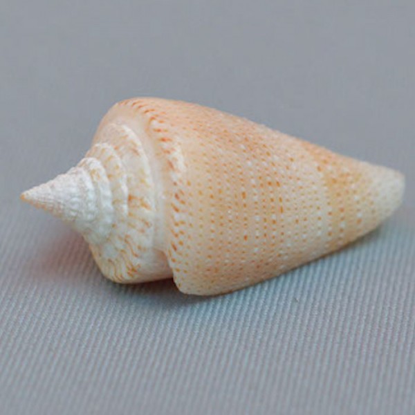 Conus (Stephanoconus) panamicus Petuch, 1990 voir Conus (Stephanoconus)  3519-110