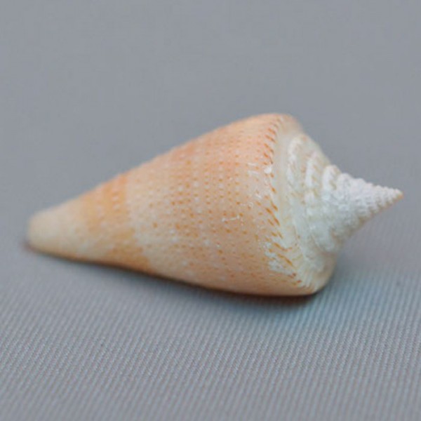 Conus (Stephanoconus) panamicus Petuch, 1990 voir Conus (Stephanoconus)  3519-111
